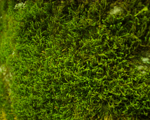 Close up of moss on a stone