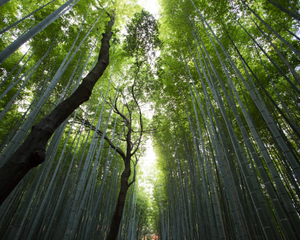 Looking up at rainforest trees from the ground