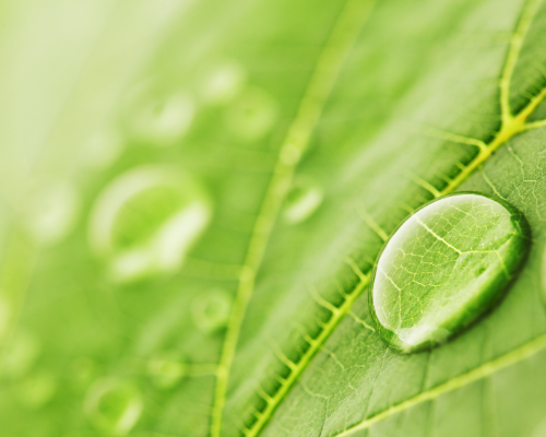 Close up of leaf with water droplets