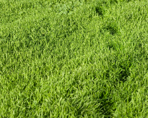 Footprints in grass image