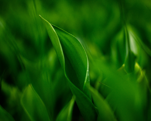 Meet The Team blog post - closeup of leaves