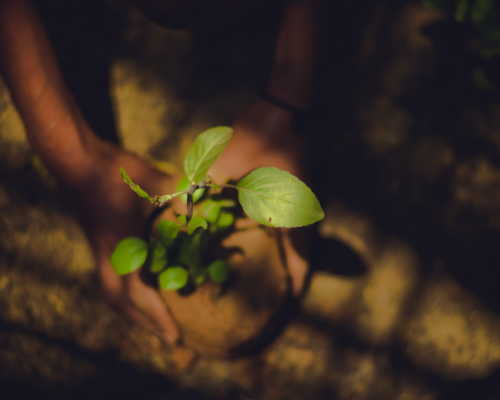 We're planting trees!!!